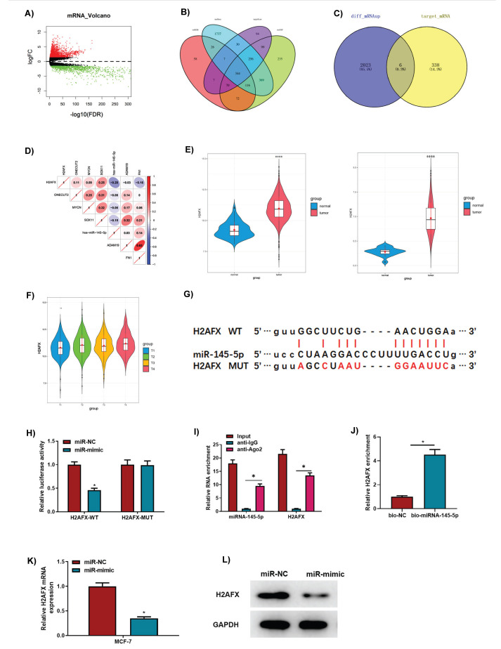 <i>MiRNA-145-5p</i> Restrains Malignant Behaviors of Breast Cancer Cells Via Downregulating <i>H2AFX</i> Expression.