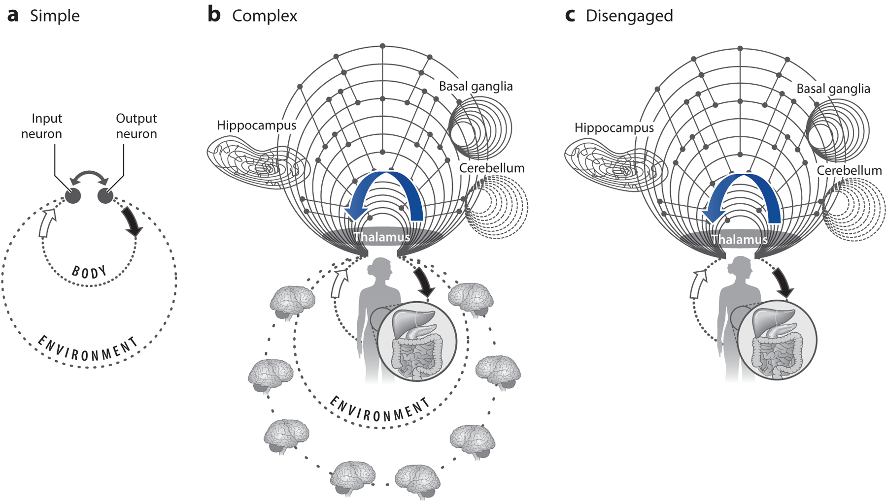 Cognition from the Body-Brain Partnership: Exaptation of Memory.