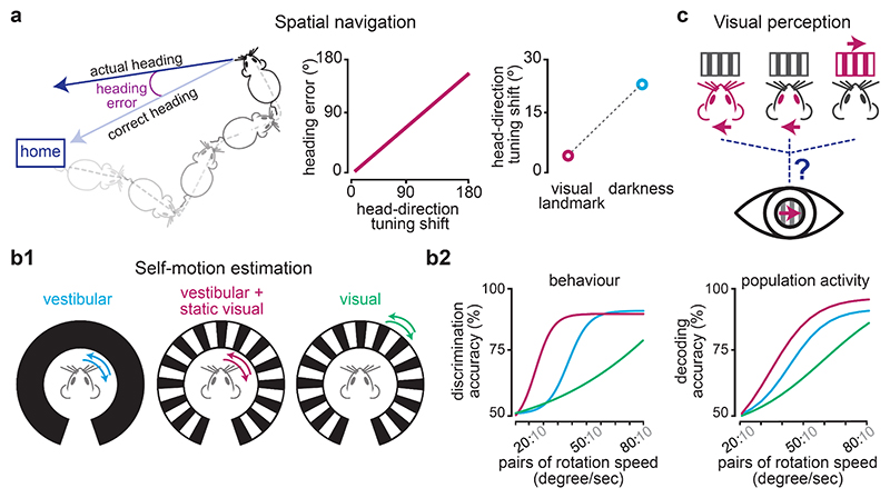 Cortical Integration of Vestibular and Visual Cues for Navigation, Visual Processing, and Perception.