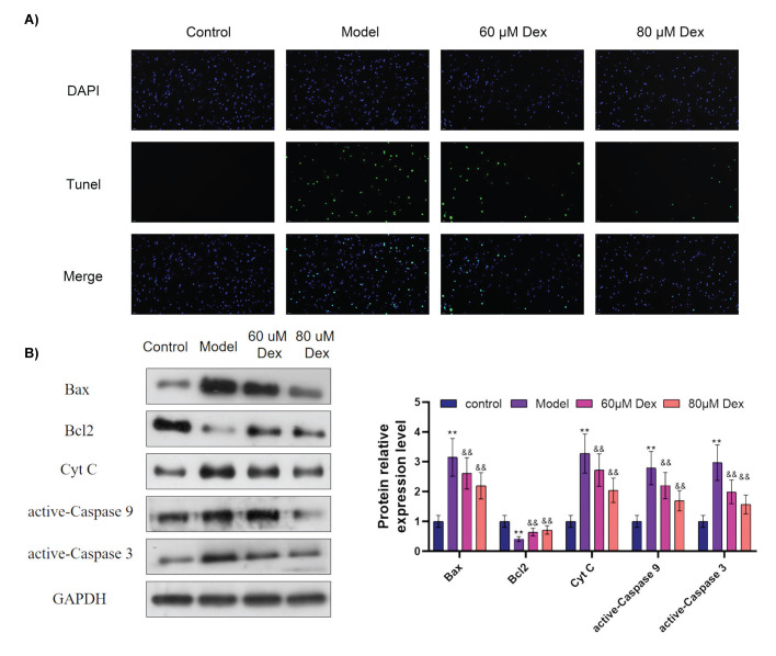 Dexmedetomidine Suppresses Glutamate-Stimulated Neuronal Injury Via MicroRNA-433/Janus Kinase 2/Signal Transducer and Activator of Transcription 3 Pathway.