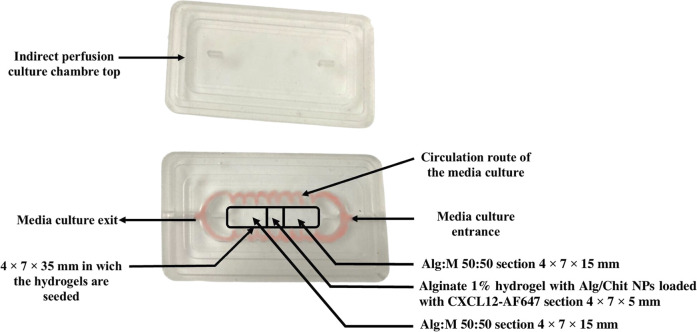 Impact of simulated brain interstitial fluid flow on the chemokine CXCL12 release from an alginate-based hydrogel in a new 3D <i>in vitro</i> model.