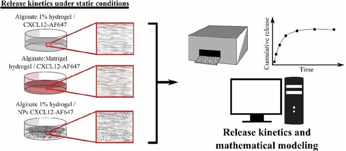 Impact of simulated brain interstitial fluid flow on the chemokine CXCL12 release from an alginate-based hydrogel in a new 3D <i>in vitro</i> model.