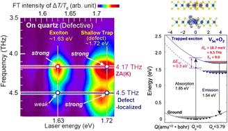 Localized coherent phonon generation in monolayer MoSe2 from ultrafast exciton trapping at shallow traps†