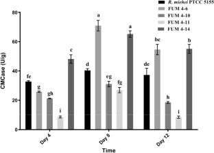 Production of Cellulase Enzymes by Rhizomucor miehei Isolates in the Submerged Culture Containing Wheat Bran