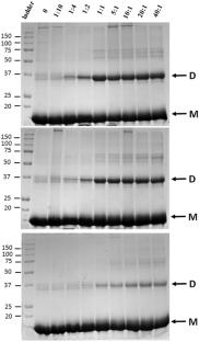 Peroxidase activity of rice (Oryza sativa) hemoglobin: distinct role of tyrosines 112 and 151