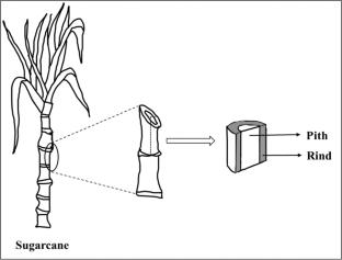 Exploring the Valorization Potential of Sugarcane Bagasse Pith: a Review