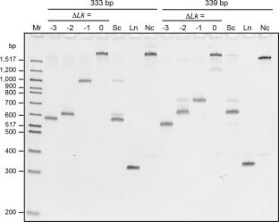 Suitability of double-stranded DNA as a molecular standard for the validation of analytical ultracentrifugation instruments