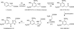 Cordythiazole A, the first member of thiazole alkaloids from Chinese cordyceps, with α-glucosidase inhibitory activity