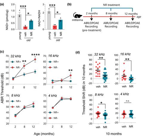 Long-term NAD+ supplementation prevents the progression of age-related hearing loss in mice
