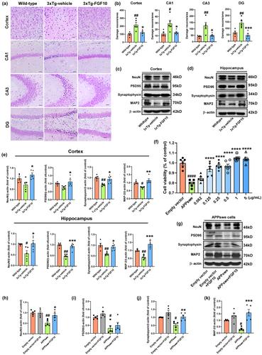 Fibroblast growth factor 10 ameliorates neurodegeneration in mouse and cellular models of Alzheimer's disease via reducing tau hyperphosphorylation and neuronal apoptosis