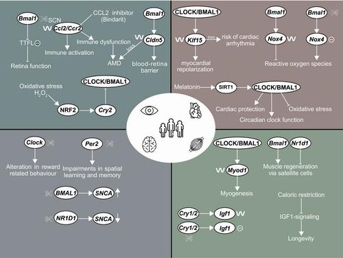 Circadian regulation in aging: Implications for spaceflight and life on earth