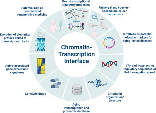 Chromatin-transcription interface: The secret of eternal youth?