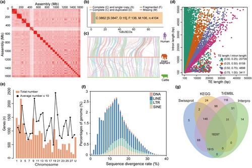 Chromosome-level Asian elephant genome assembly and comparative genomics of long-lived mammals reveal the common substitutions for cancer resistance