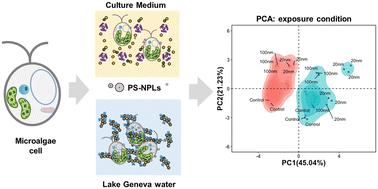 Transformations, interactions, and acute biological responses of nanoplastics on mixotrophic microalgae Poterioochromonas malhamensis†