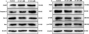 Inhibition of cell proliferation of iridium(III) polypyridyl complexes on osteosarcoma U2OS cells through PI3K/AKT/mTOR pathway