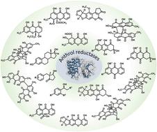 Anthrol reductases: discovery, role in biosynthesis and applications in natural product syntheses†