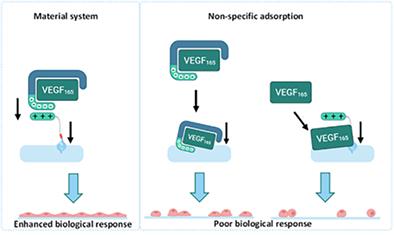 Heparin-guided binding of vascular endothelial growth factor to supramolecular biomaterial surfaces