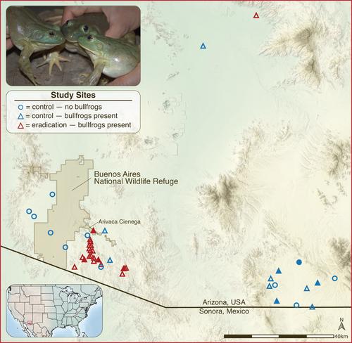 Successful eradication of invasive American bullfrogs leads to coextirpation of emerging pathogens