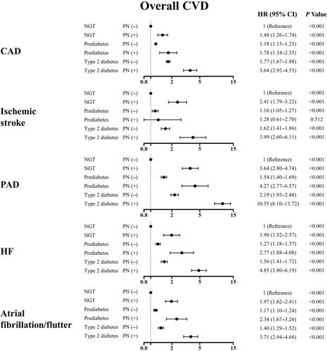 Associations of polyneuropathy with risk of all-cause and cardiovascular mortality, cardiovascular disease events stratified by diabetes status