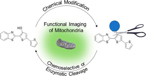 Benzothiazole-Based Fluorescent Probe as a Simple and Effective Platform for Functional Mitochondria Imaging