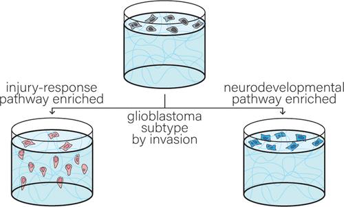 Engineered In Vitro Tumor Model Recapitulates Molecular Signatures of Invasion in Glioblastoma