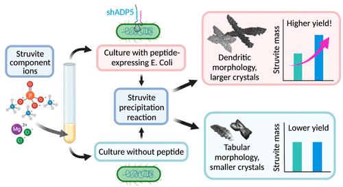 Scalable Production of Peptides for Enhanced Struvite Formation via Expression on the Surface of Genetically Engineered Microbes