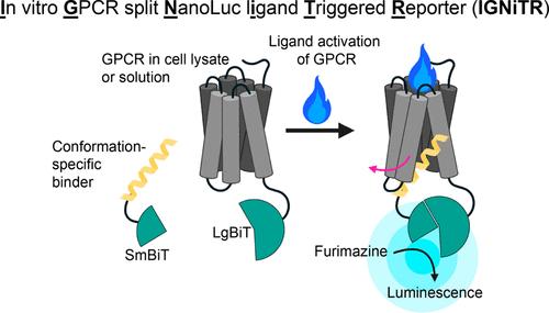 Accessible and Generalizable in Vitro Luminescence Assay for Detecting GPCR Activation