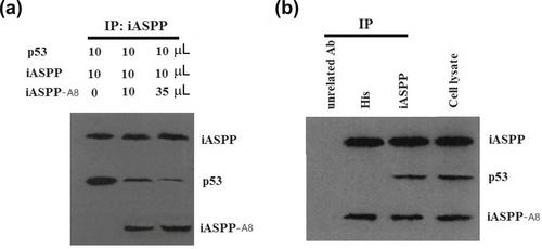 An iASPP-derived short peptide restores p53-mediated cell death in cancers with wild-type p53