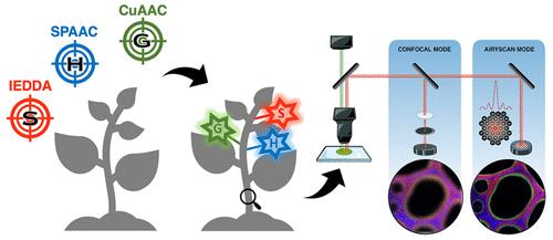 Exploring Lignification Complexity in Plant Cell Walls with Airyscan Super-resolution Microscopy and Bioorthogonal Chemistry