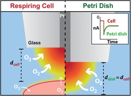 Can Single Cell Respiration be Measured by Scanning Electrochemical Microscopy (SECM)?