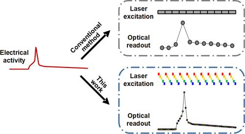 Supertemporal Resolution Imaging of Membrane Potential via Stroboscopic Microscopy