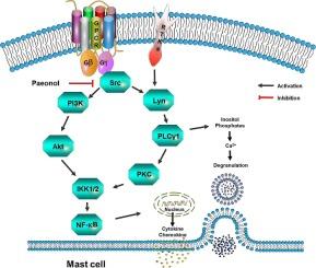 Paeonol attenuates Substance P-induced urticaria by inhibiting Src kinase phosphorylation in mast cells