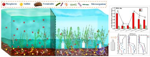 Synergistic effect of vermiculite and submerged plants on lake sediments