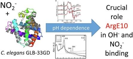 The effect of pH and nitrite on the haem pocket of GLB-33, a globin-coupled neuronal transmembrane receptor of Caenorhabditis elegans