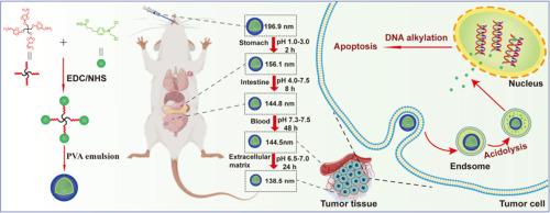 pH-triggered dynamic erosive small molecule chlorambucil nano-prodrugs mediate robust oral chemotherapy