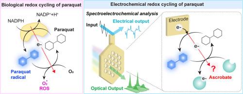 Spectroelectrochemical testing of a proposed mechanism for a redox-based therapeutic intervention: Ascorbate treatment of severe paraquat poisoning