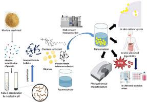 Fabrication of rice bran oil nanoemulsion and conventional emulsion with Mustard Protein Isolate as a novel excipient: Focus on shelf-life stability, lipid digestibility and cellular bioavailability