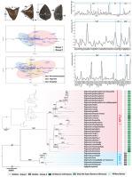 Phylogeny of Trigonotis in China—with a special reference to its nutlet morphology and plastid genome