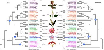 Molecular phylogeny and inflorescence evolution of Prunus (Rosaceae) based on RAD-seq and genome skimming analyses