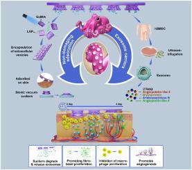 Octopus -inspired gelatin-methacrylate scaffolds loaded with hBMSC-derived exosomes promote wound healing by regulating macrophage polarization