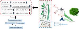 Spirulina platensis extract improves the production and defenses of the common bean grown in a heavy metals-contaminated saline soil