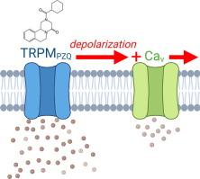 Electrophysiological characterization of a schistosome transient receptor potential channel activated by praziquantel