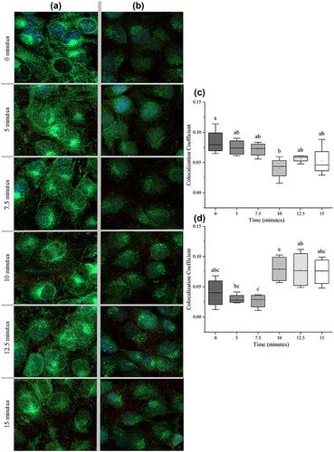 Internalization of extracellular vesicles from Lactobacillus johnsonii N6.2 elicit an RNA sensory response in human pancreatic cell lines