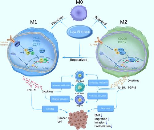 Irreversible repolarization of tumour-associated macrophages by low-Pi stress inhibits the progression of hepatocellular carcinoma