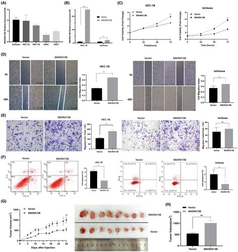 SNORA73B promotes endometrial cancer progression through targeting MIB1 and regulating host gene RCC1 alternative splicing