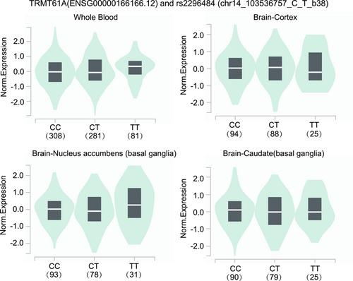 Association of m1A modification gene polymorphisms with glioma risk in Chinese children