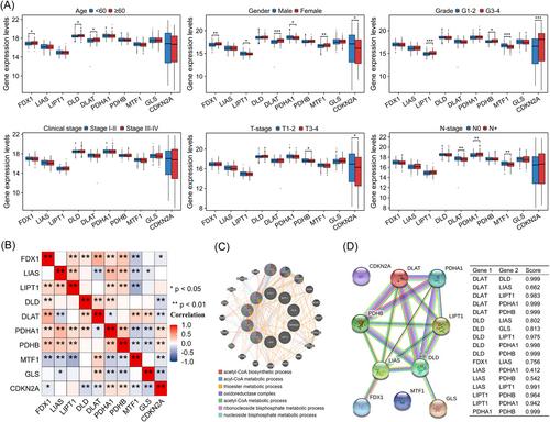 Comprehensive analysis of cuproptosis-related gene expression and positive correlations with CD4+ T cell infiltration in head and neck squamous cell carcinoma