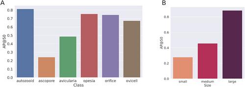 DeepBryo: A web app for AI-assisted morphometric characterization of cheilostome bryozoans