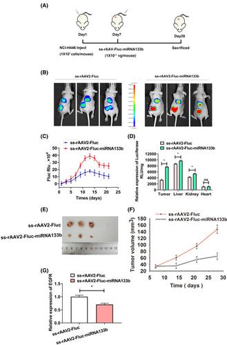 MiR133b-mediated inhibition of EGFR-PTK pathway promotes rAAV2 transduction by facilitating intracellular trafficking and augmenting second-strand synthesis