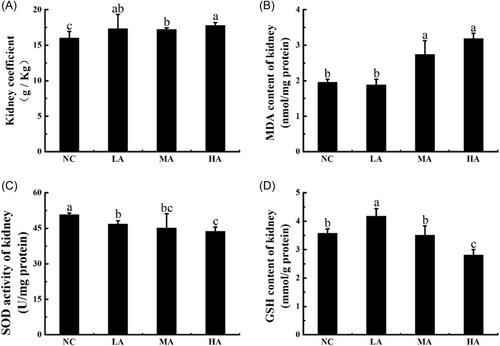 Effects of exogenous advanced glycation end products on oxidative stress and renal injury in healthy mice